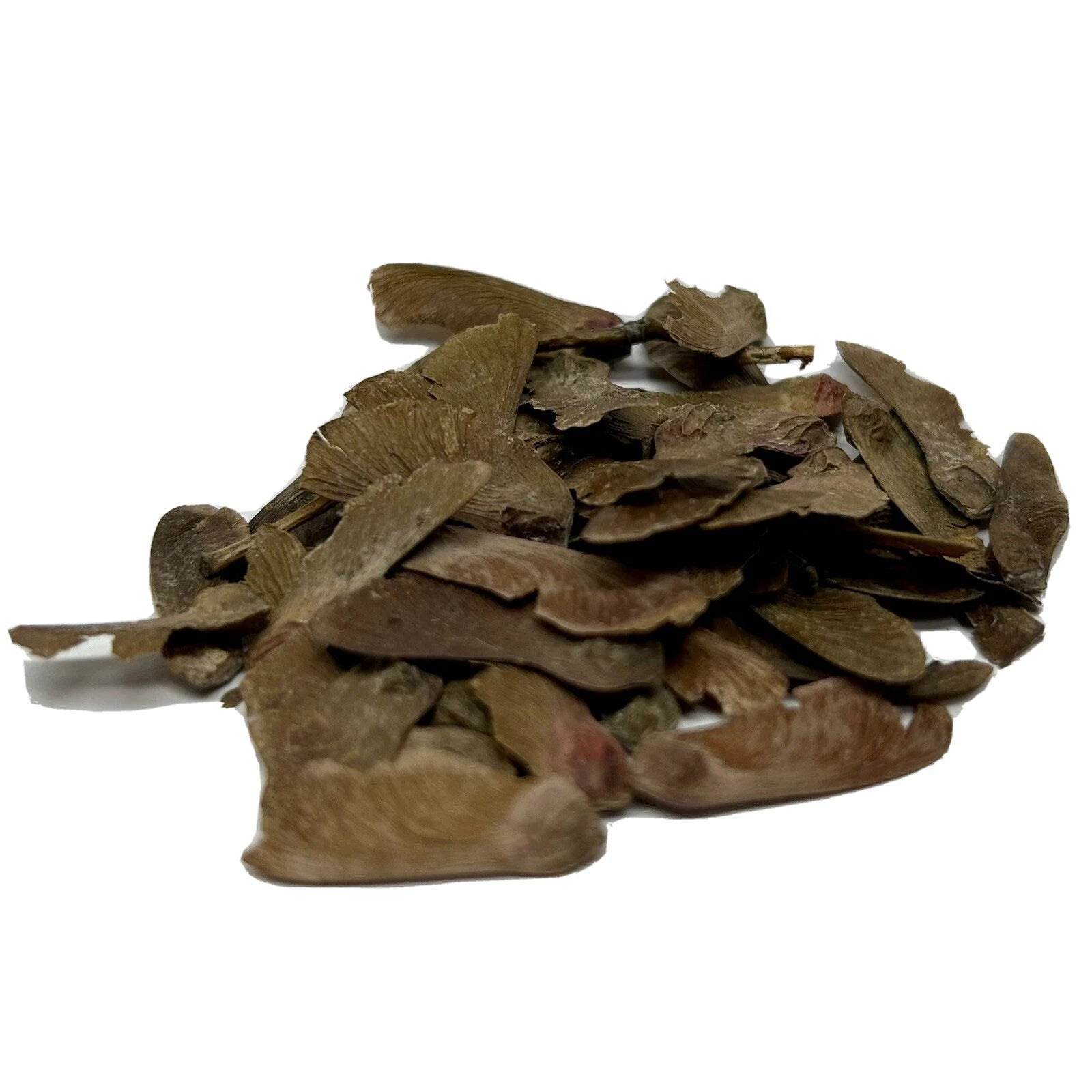 5,000+ Bulk Seeds Japanese Red Maple Bonsai Tree Seed Pack Acer Palmatum Atropur