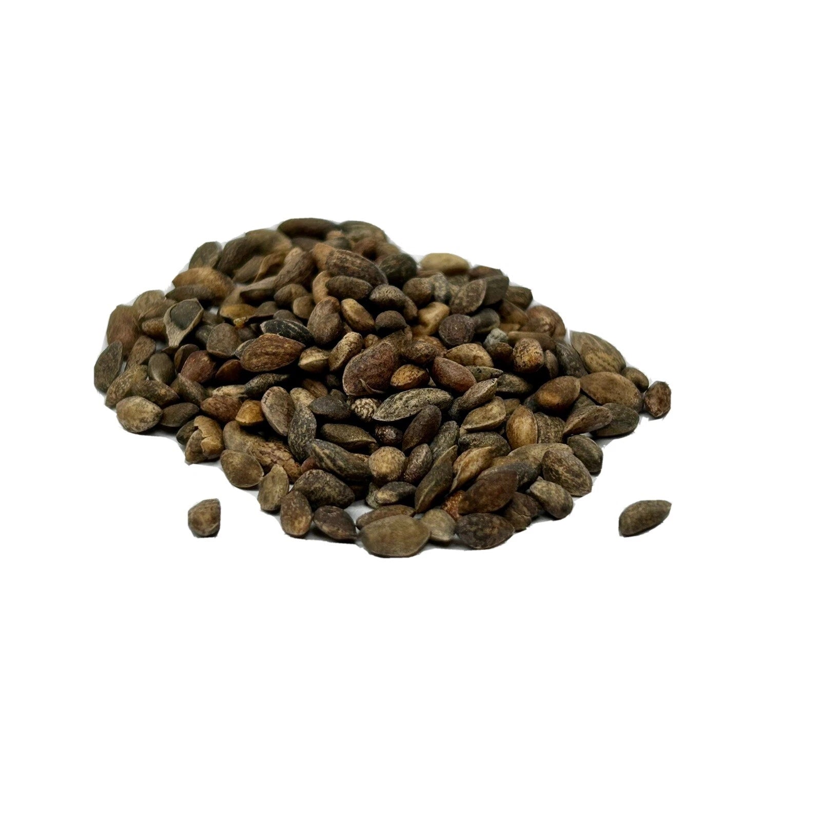 5,000+ Bulk Seeds Japanese Black Pine Bonsai Tree Seed Pack Pinus Thunbergii